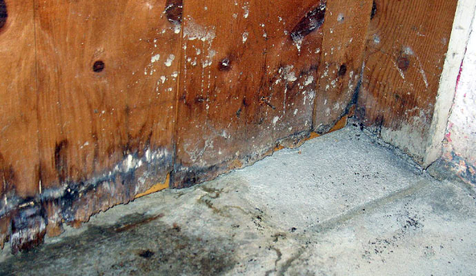 A deteriorating wooden wall in a basement showing signs of moisture damage, rot, and mold