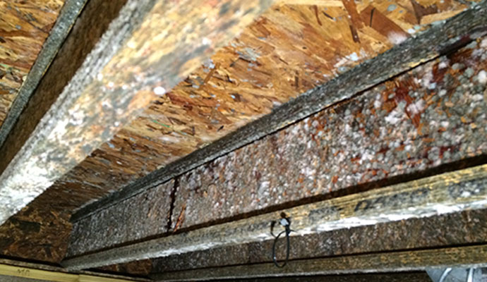Black Mold Removal Lafayette Indiana