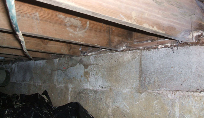 Dry Rot Damage Prevention