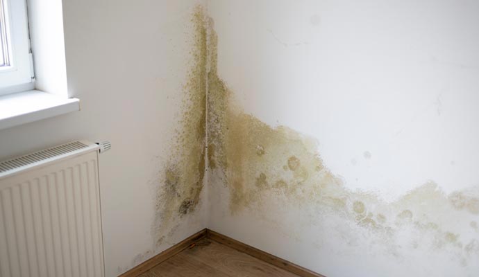 Mold and water stains spreading across a room corner