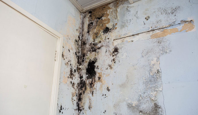 Mold Effects on Health