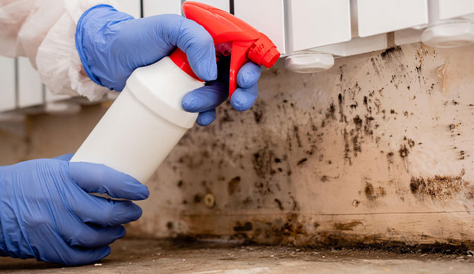 Mold Prevention Service