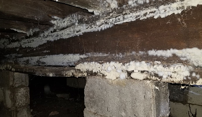 Mold Remediation Indianapolis Indiana