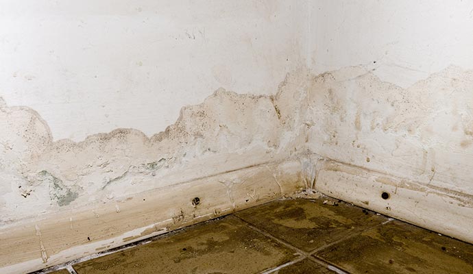 Mold growth in room corner